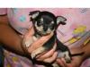 sube chihuahua welpen