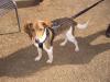 Netter Familienhund sucht liebe Familie