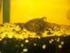 wasserschildkröten dringen abzugeben ohne zubehör