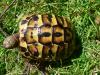 Testudo hermanni hermanni Italienische Landschildkröten Nachzucht 2009