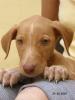 ♥ Wolle ♥ sucht ♥ liebes ♥ Zuhause ♥