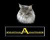 Maine Coon Kitten in High Silver