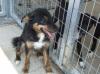 Kleiner,  freundlicher Lolo sucht seine Familie