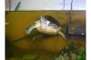 Floridaschmuckschildkröte und /  oder Aquarium 