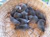 Rattenbabys in Agouti Ende April abzugeben,  nähe Siegburg