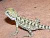 Junge Zwergbartagamen /  Pogona henrylawsoni