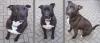 Rocco,  1 Jahr alt,  leider aus prviaten Gründen abzugeben