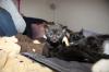 3 Süße Kitten suchen neues zuhause