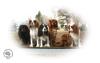 Cavalier King Charles Welpen