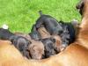 Rhodesian Ridgeback/ Weimaraner Welpen  Ridgeraner 