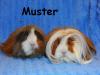 Männliches peruaner Meerschwein(chen)