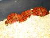 1.1 Classic het. Hypomelanistic Sunkissed