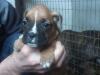 Reinrassige Boxerwelpen