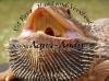 1, 2 Bartagame - Pogona vitticeps 150, -€      Deutscher Name : Bartagame Wissensc