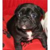 Französisch Bulldogge Welpen mit Papieren!
