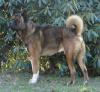 American Akita von Katana-Ken