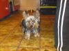 Mini Yorki geb.11.2009