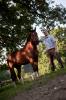 Traumpferd sucht Reitpartner/ in Raum 58675