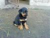 Rottwieler Welpen 