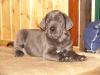 bildhübscher Deutsche Dogge Welpe in blau