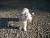 Hundesitter gesucht