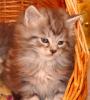 Zauberhafte Maine Coon Babys