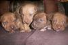 Pitbull Terrerier der Zuchtlinie Red Nose!