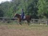 Suche Reitbeteiligung