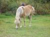 Dt. Reitpony-Mix Hengst 1, 5 Jahre