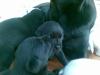 Labrador Retriever Welpen in schwarz