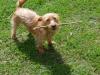 Stettinerhunde in Not:  kleine Hündin,  2 Jahre alt