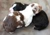 Australian Shepherd Welpen