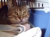 Wer möchte einem lieben,  sehr verschmusten Kater ein neues Zuhause geben?