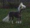 Chinese Crested Ruede mit Papieren,  30cm Gross
