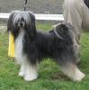 Chinese Crested - Deckrüde,  28 cm Gross,  2xCAC, BOB 
