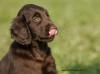 Traumhafte Flatcoated Retriever Welpen mit Papieren aus dem Odenwald!