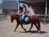Welsh Cob Stute sucht zuverlässige Reitbeteiligung  Simmern Hunsrück Kümbdchen