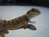 orange Jungtiere Sandfire von Original Importtieren mit Papiere