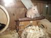 Süsse Hamsterkinder...