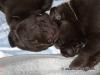 Labrador chocobraun aus liebevoller privater Zucht 