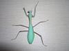 Indische Riesengottesanbeterin /  Hierodula membranacea 