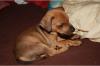 Chihuahua sucht ein neues zu Hause!