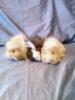 3 süße Meerschweinchen abzugeben. 2 Mädchen und 1 Junge,  kasstriert.