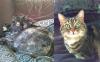 zwei entzückende Katzen im Raum berlin abzugeben