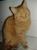 Karthäuser-Mix-Kater, 1, 5 Jahre...Rot....schnurrt den ganzen Tag!!!!