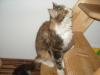 Dreifarbige,  süße Maine Coon Kätzin