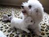 zauberhafte Bichon Frise Welpen