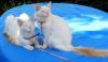 Balinesen Kitten,  geimpft,  Papiere,  Hund gew.