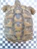 Verkaufe 1,  0 griechische Landschildkröte 2003 nach BaWü