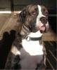american Bulldog-Mix